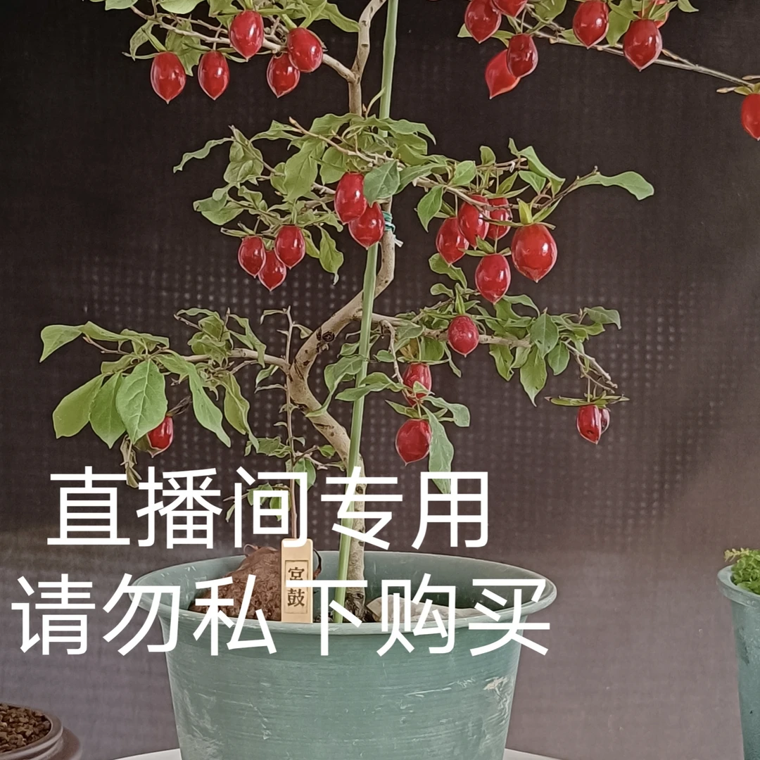 老鸦柿嫁接苗,原生桩(90-500一物一拍)专用码