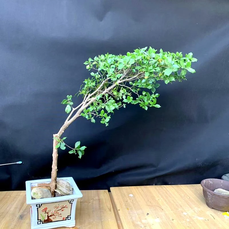 海岛栀子花春花石枫盆景一物一拍选对价格下单绿植盆景盆栽