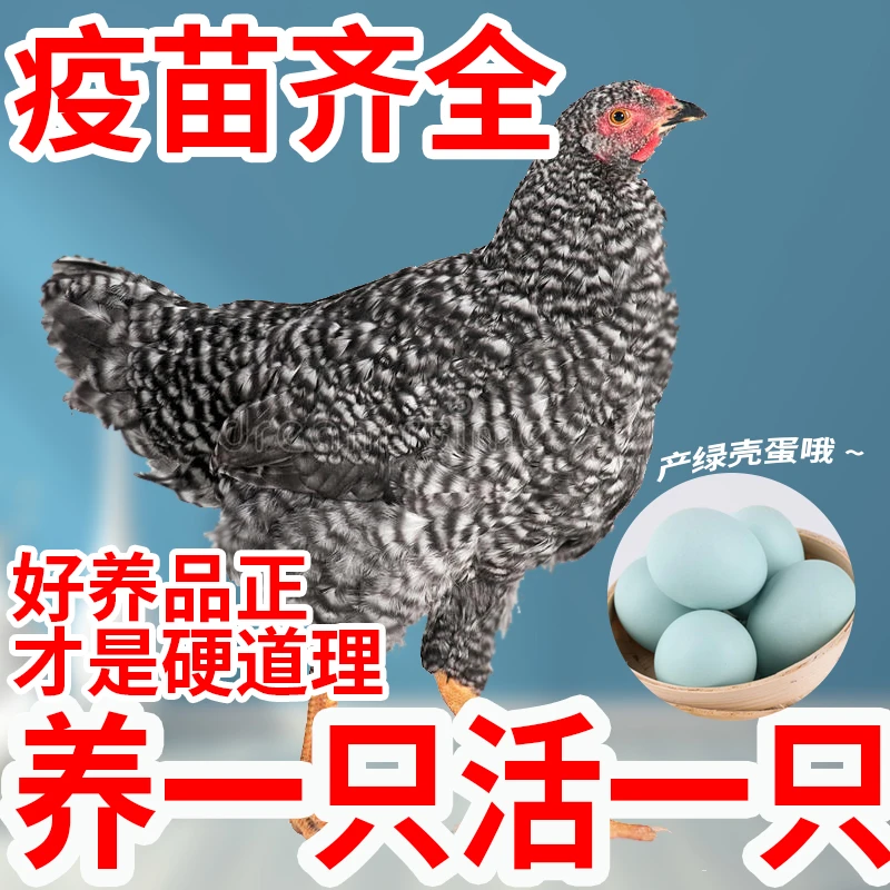 【顺丰到家】养殖场直发正宗汶上黑芦花散养土鸡适合放养家养