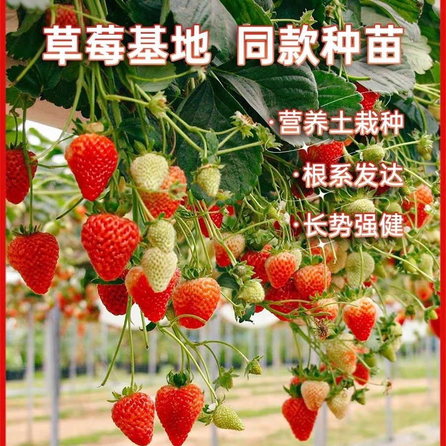 奶油草莓苗盆栽红颜淡雪隋珠浆果阳台果蔬四季盆栽果树果苗