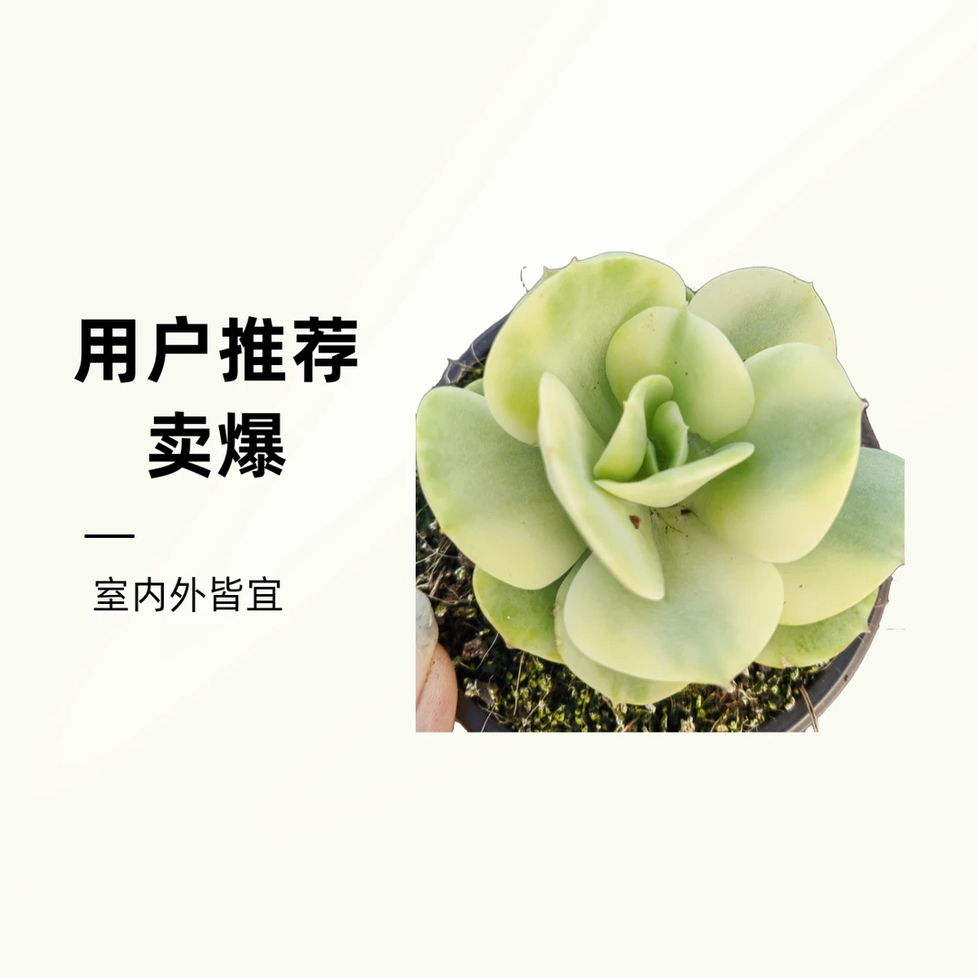 多肉碧桃白锦颜色清新淡雅