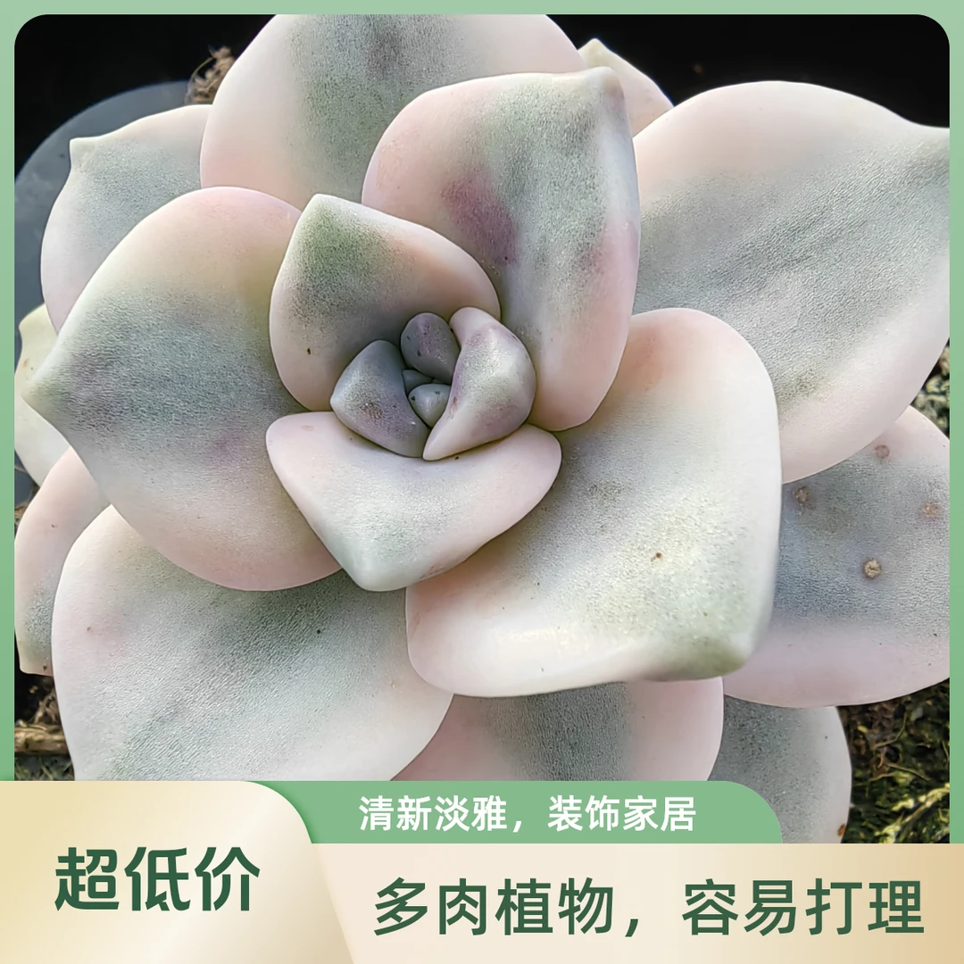 多肉紫乐锦，色泽好看有特点，好养