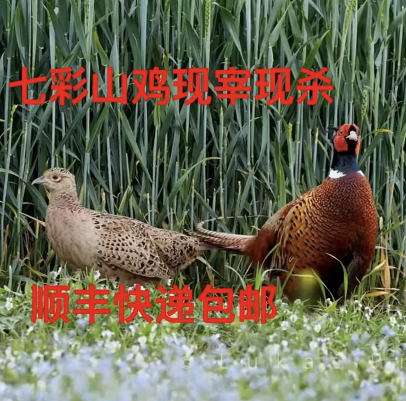 【买一送一】现宰现杀七彩山鸡母鸡母鸡单只净重1.6斤~2.5斤
