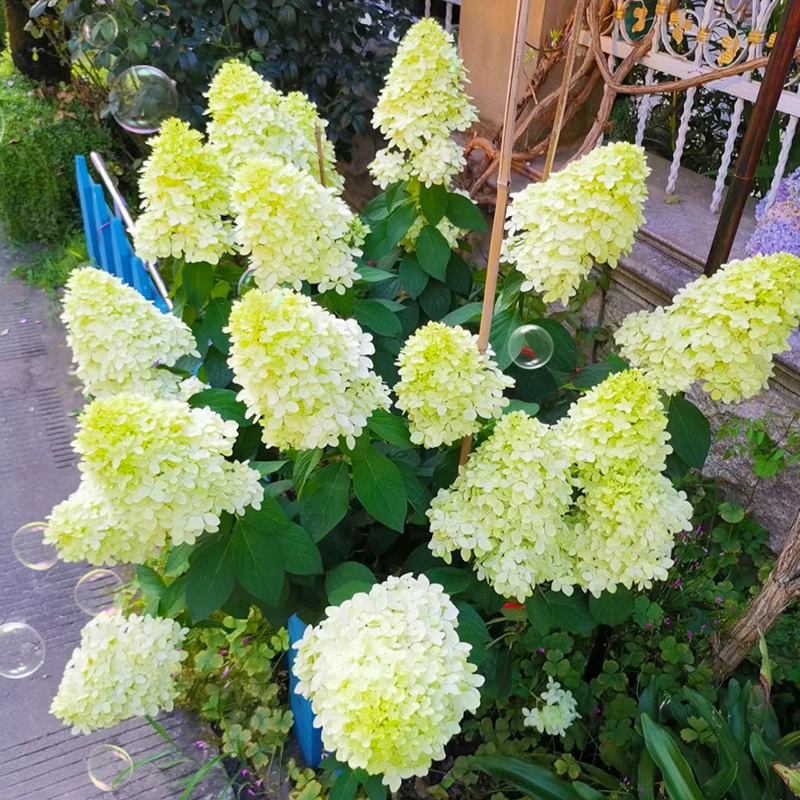 圆锥绣球欧洲木绣球(老桩苗 花期长)庭院阳台开花植物