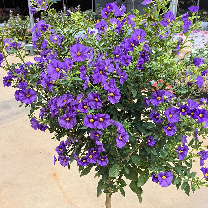 蓝花茄盆栽(耐热 开花机器)庭院阳台开花植物