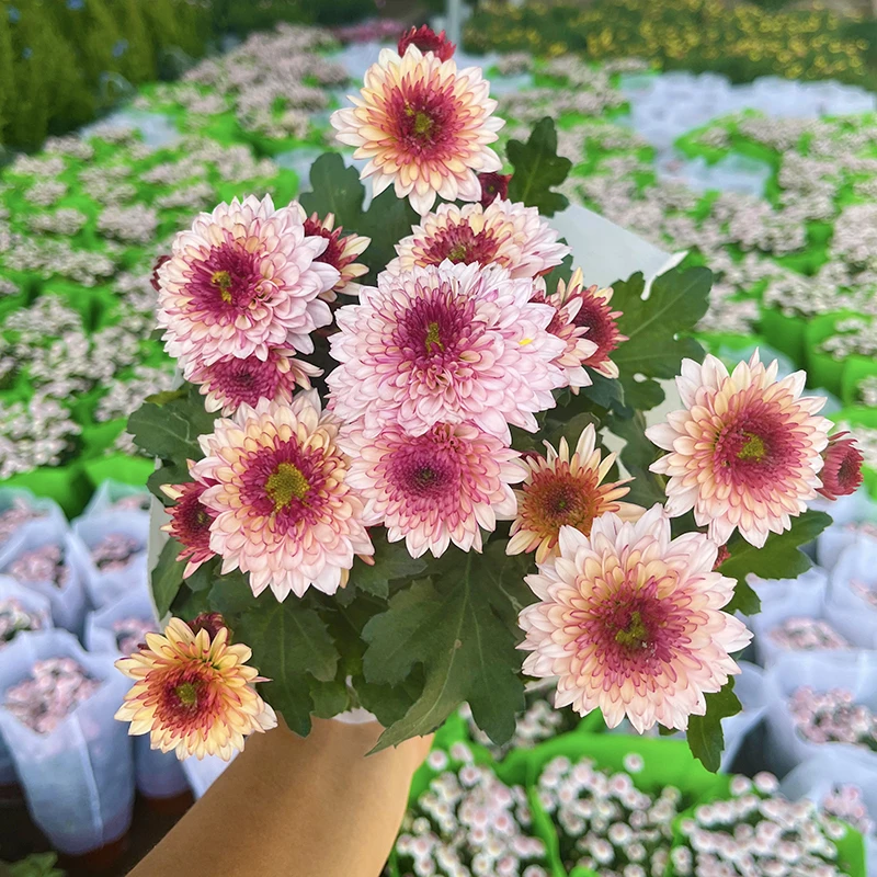 草莓沙拉荷兰菊小雏菊(新品种  花期长 颜值高)阳台庭院开花植物