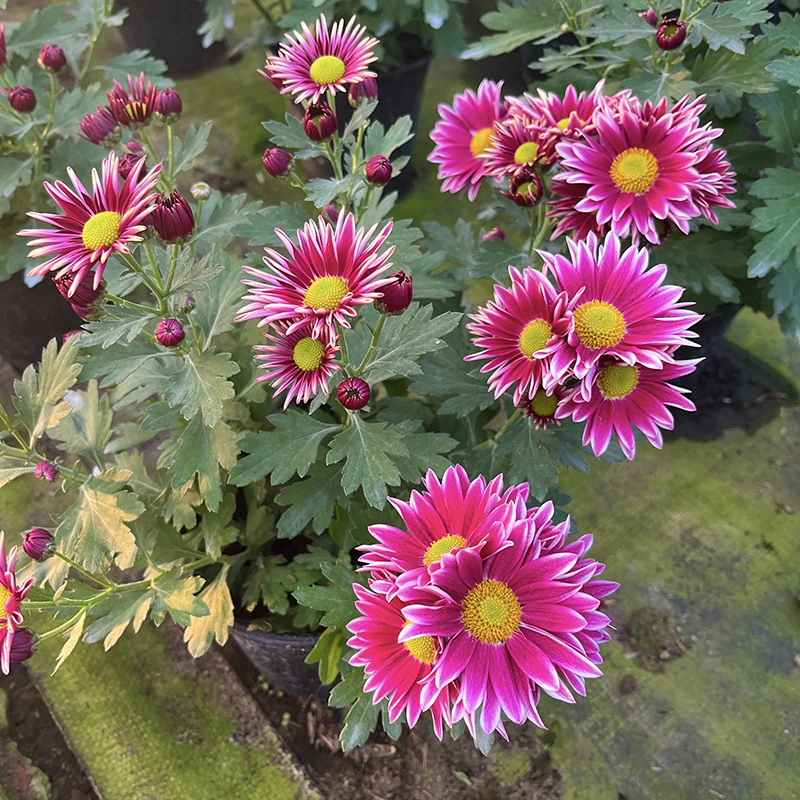天堂鸟小雏菊荷兰菊(新品种  花期长 颜值高)阳台庭院开花植物