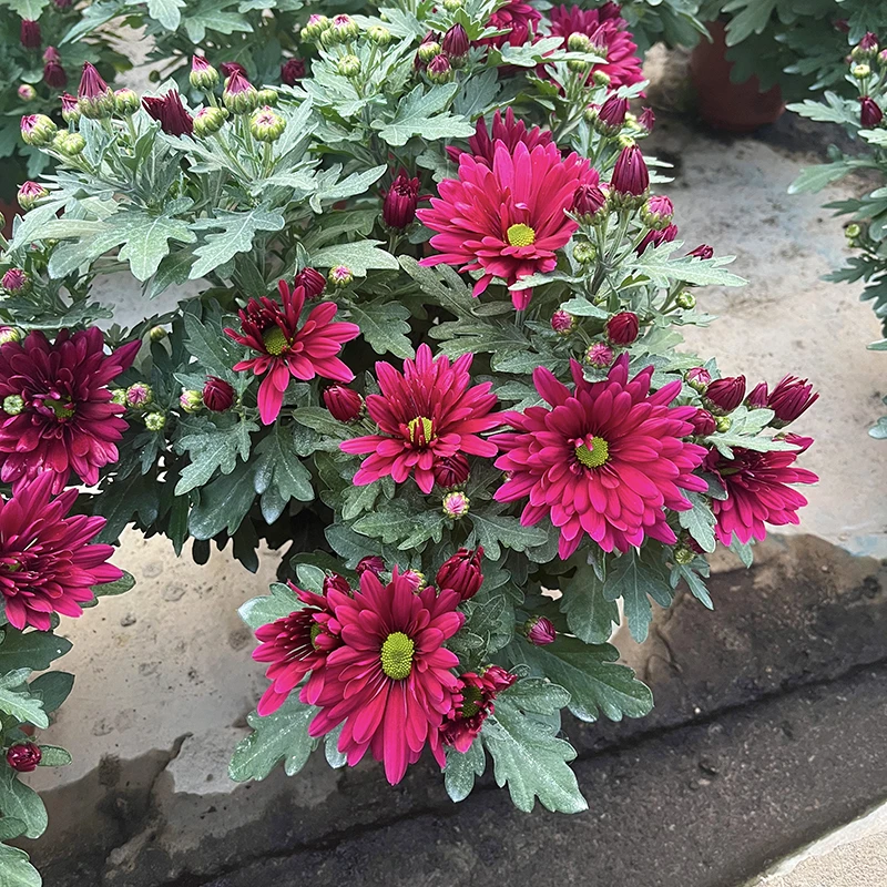 微风蝴蝶小雏菊(新品种 花期长 颜值高)阳台庭院开花植物