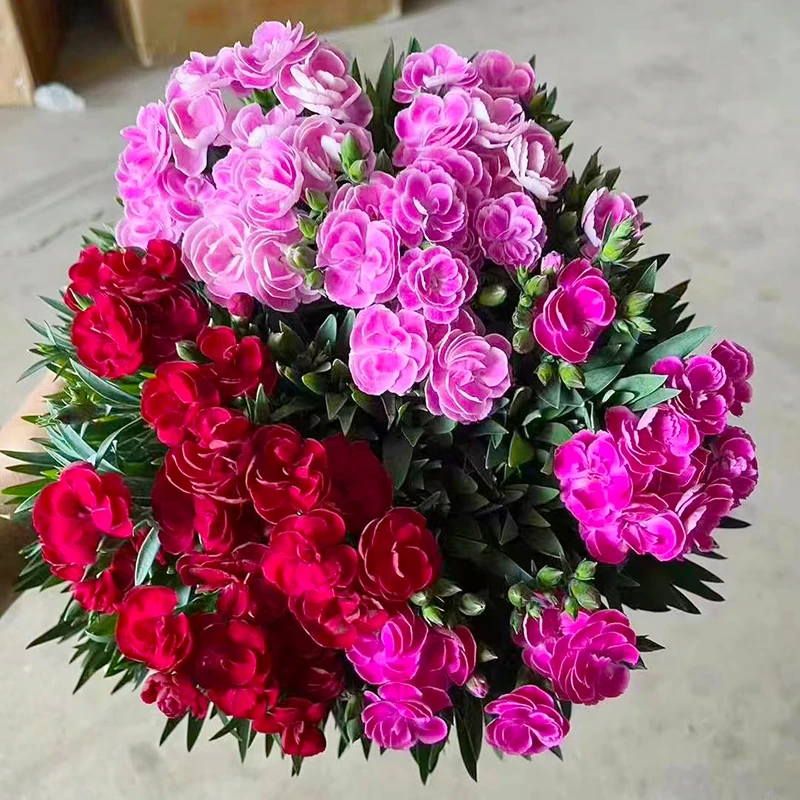 甜心公主新品种石竹康乃馨盆栽(花期长 颜值高)庭院阳台开花植物