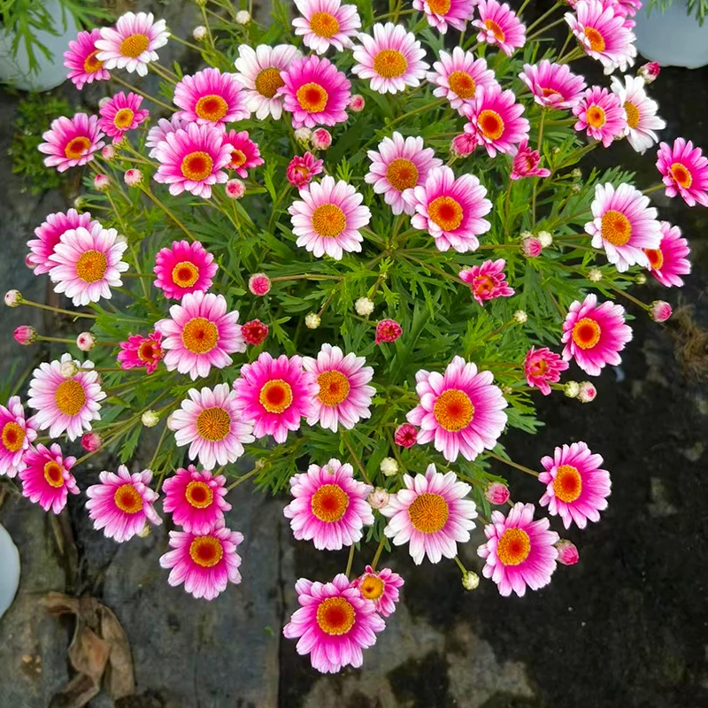 公主粉玛格丽特盆栽(复色花 花期长)庭院阳台开花植物