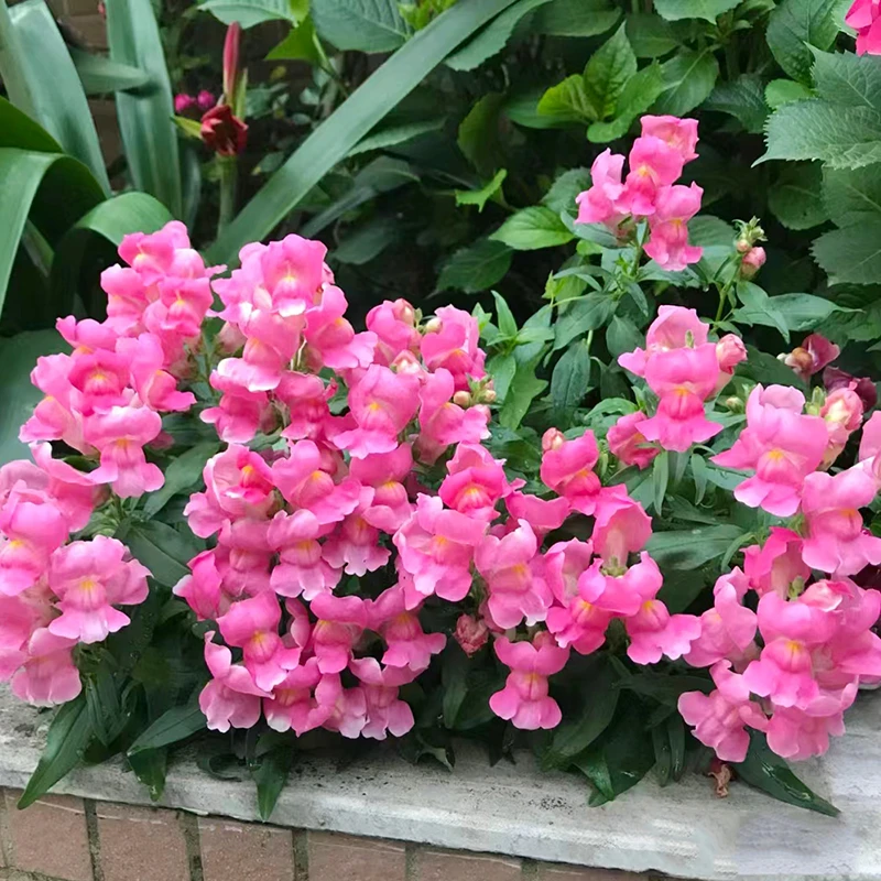 垂吊重瓣金鱼花庭庭院阳台开花植物冬季耐寒花卉
