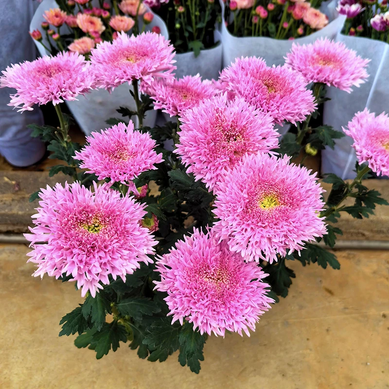 泰迪面包菊(毛绒可爱 花期长)庭院阳台开花植物