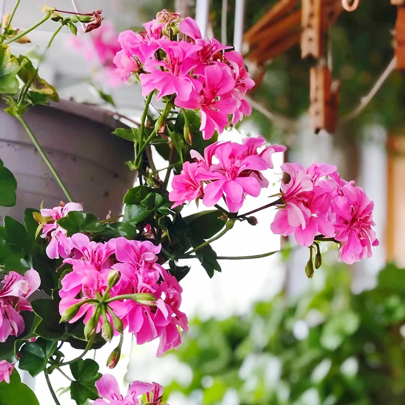 垂吊天竺葵老桩盆栽带花苞发货四季开花室内阳台庭院好养花