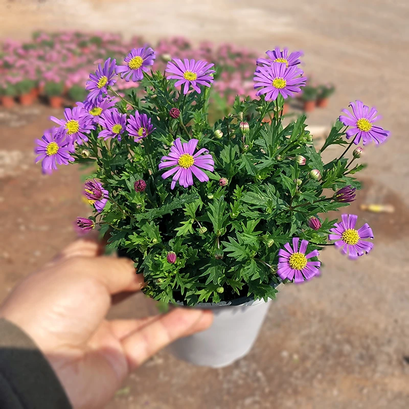 姬小菊(花期长 颜值高)庭院阳台开花植物