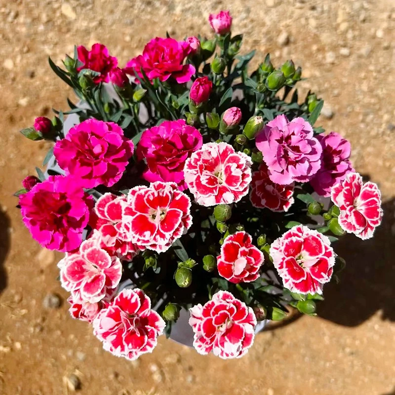 奥斯卡康乃馨(一见钟情康乃馨 高颜值花)阳台窗台开花植物