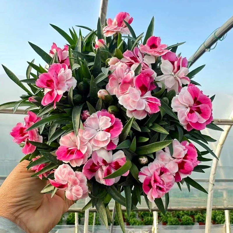 芭蕾少女新品种康乃馨(颜色艳丽独特 花苞多)阳台开花植物