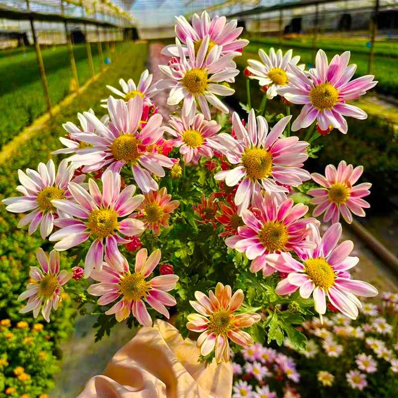 水墨画小雏菊(花期长   新品种 颜值高)庭院阳台开花植物