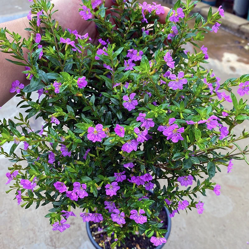 木本满天星盆栽(紫色繁星)庭院阳台开花植物开花紫红色小巧可爱