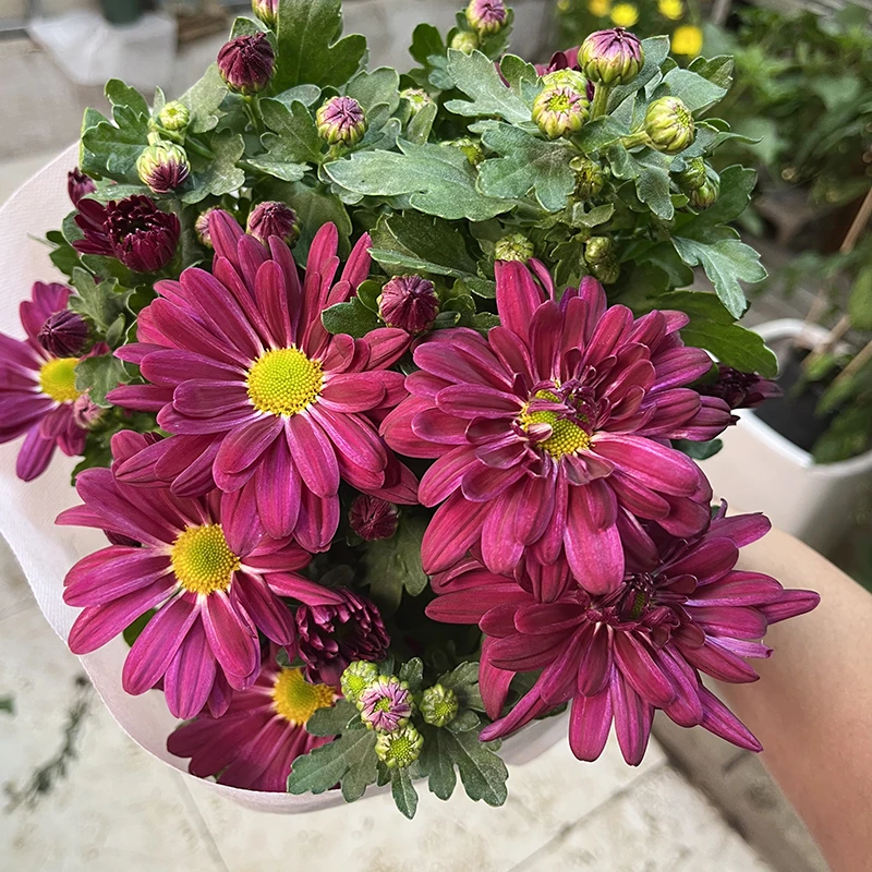 同心结小雏菊(清新可爱  颜值高)庭院阳台开花荷兰菊