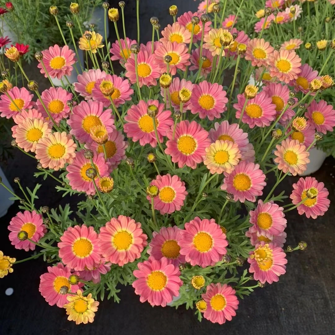 小太阳玛格丽特盆栽(复色花 花期长)庭院阳台开花植物