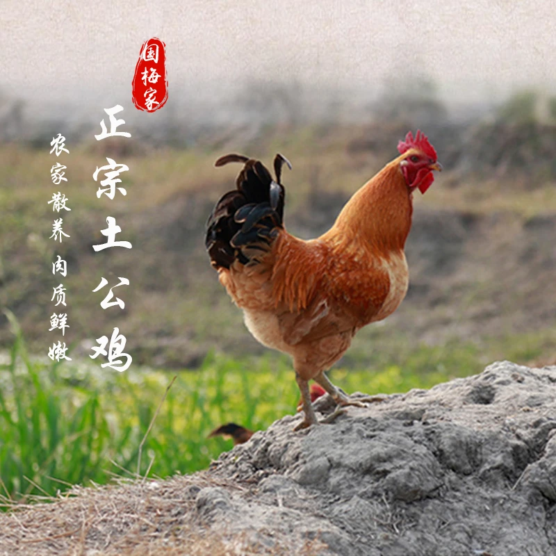 国梅佳三不管——红白毛土公鸡走地笨虫草活鸡现杀顺丰快递活体发货