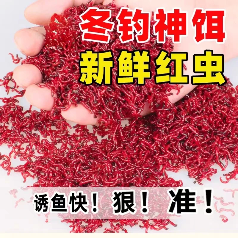 红虫鲜活特大号红虫活体活饵拉饵鲫鱼饵料鲤鱼饵料野钓黑坑饵料