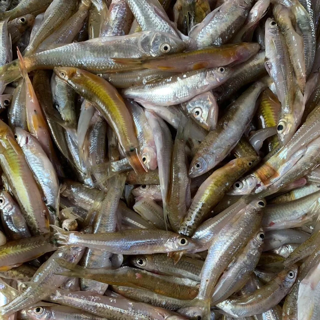 广东阳春河鱼仔小溪淡水河鱼杂鱼破肚取内脏洗干净顺丰保鲜发货