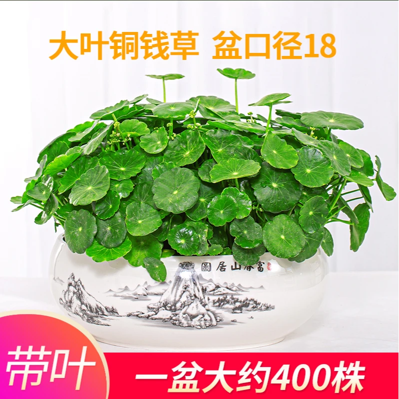铜钱草水培植物大叶金钱草带叶阳台庭院桌面水养绿植盆栽四季好养