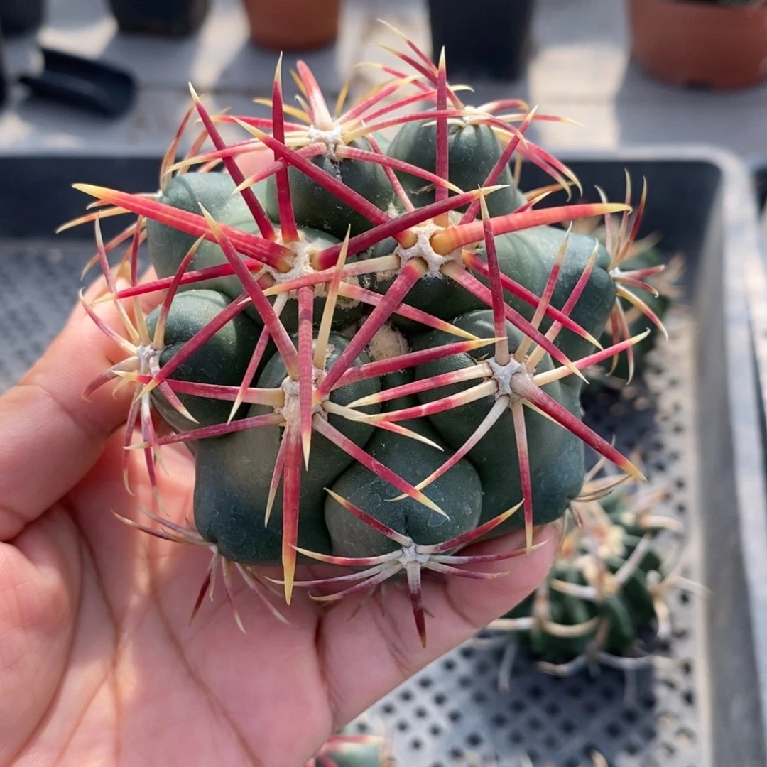 秋*。大红鹰无根仙人球