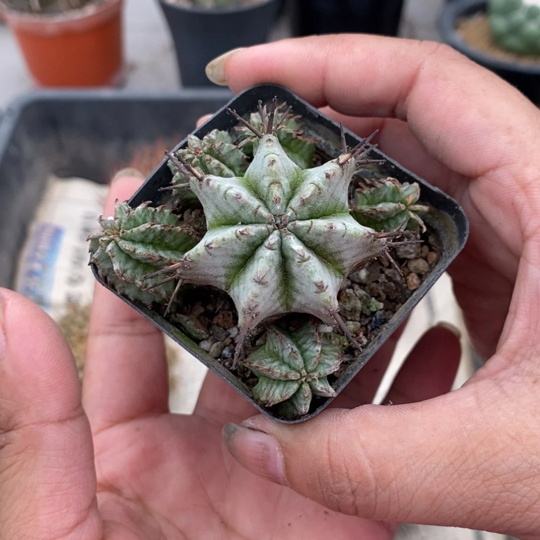 豚**妈多头白衣魁伟玉