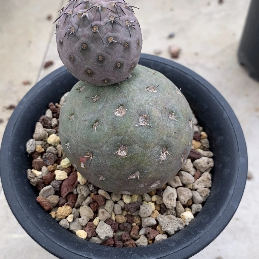 动**波习志野仙人球