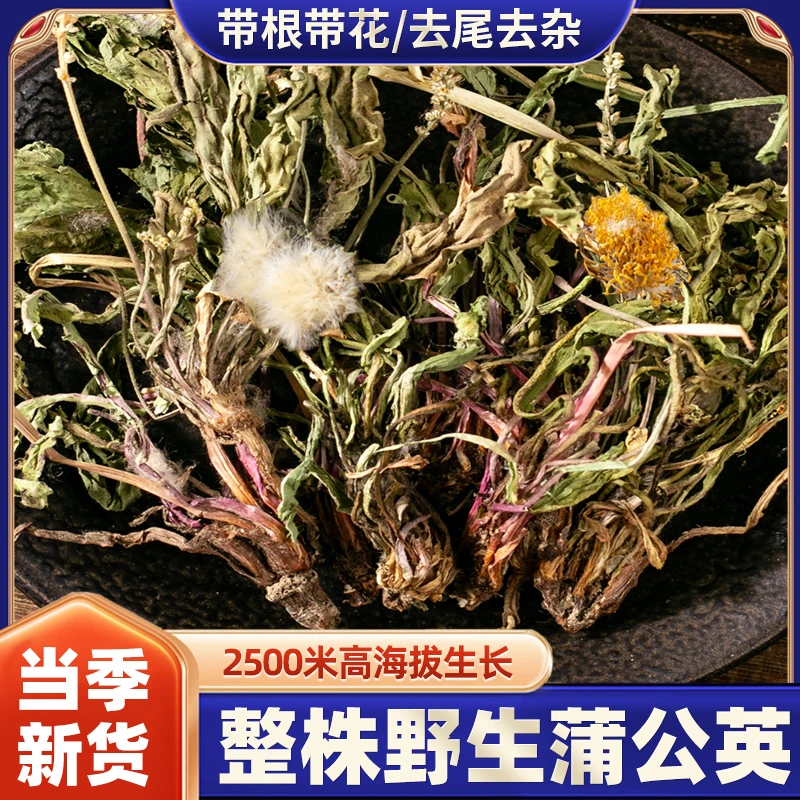 蒲公英野生中药材正品官方旗舰店浦公英根夏枯草茶婆婆丁整根