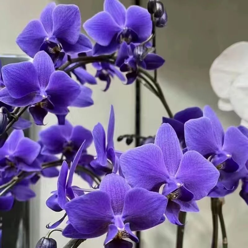 【30天开花】蝴蝶兰花苗带花剑盆栽兰花大苗客厅室内植物花卉好