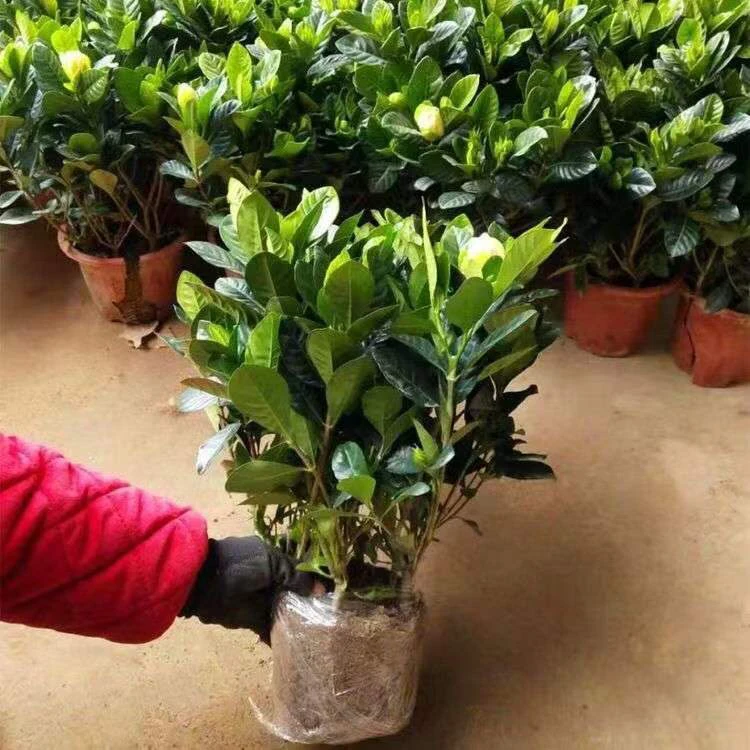 栀子花盆栽带花苞四季开花植物室内阳台庭院常年开花盆栽观花绿植