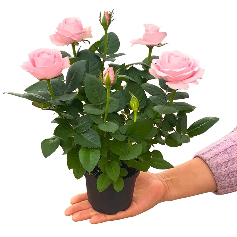 钻石玫瑰鲜切花玫瑰花苗四季开花带花苞室内观花植物庭院花卉盆栽