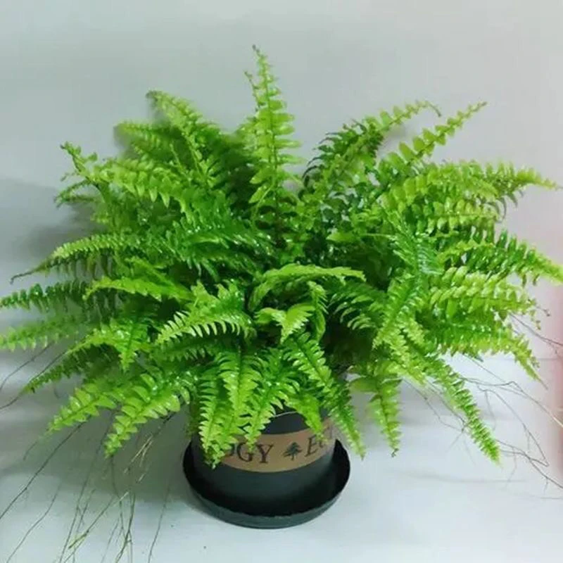 富贵蕨蕨类植物盆栽室内办公植物清新空气北欧风四季常青