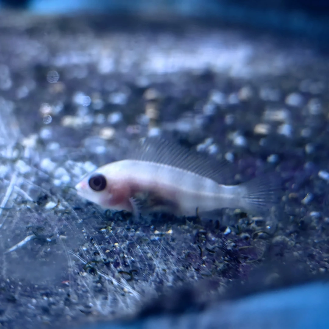 三湖慈鲷 萨伊蓝 伊巴卡六间鱼白化f1 稀有