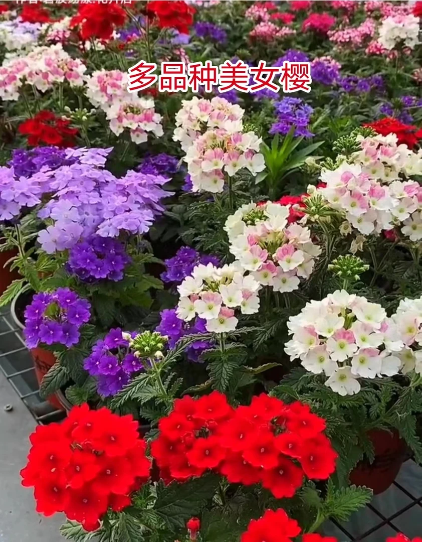 美女樱室内外盆栽地址庭院绿化耐高温