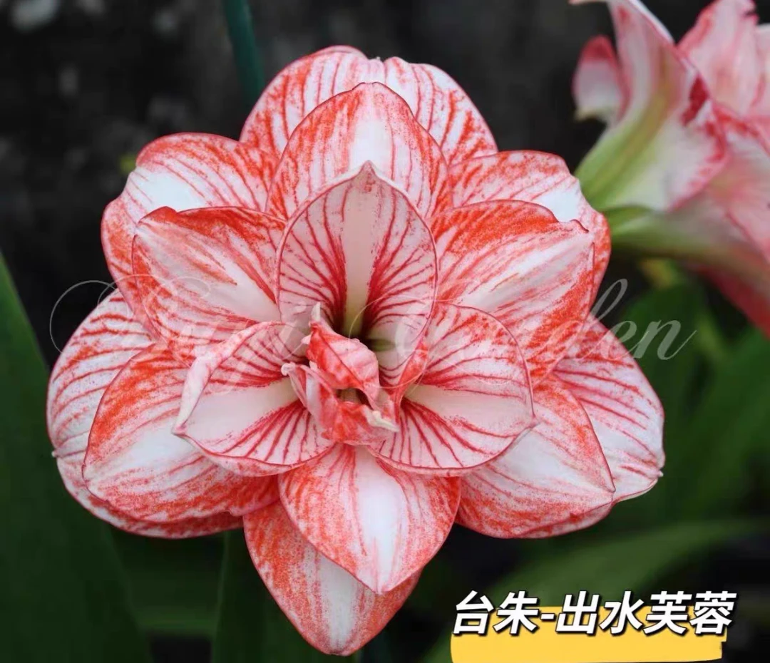 朱顶红-台朱【出水芙蓉】1.6cm苗，只包对版不包后期养护，不退换