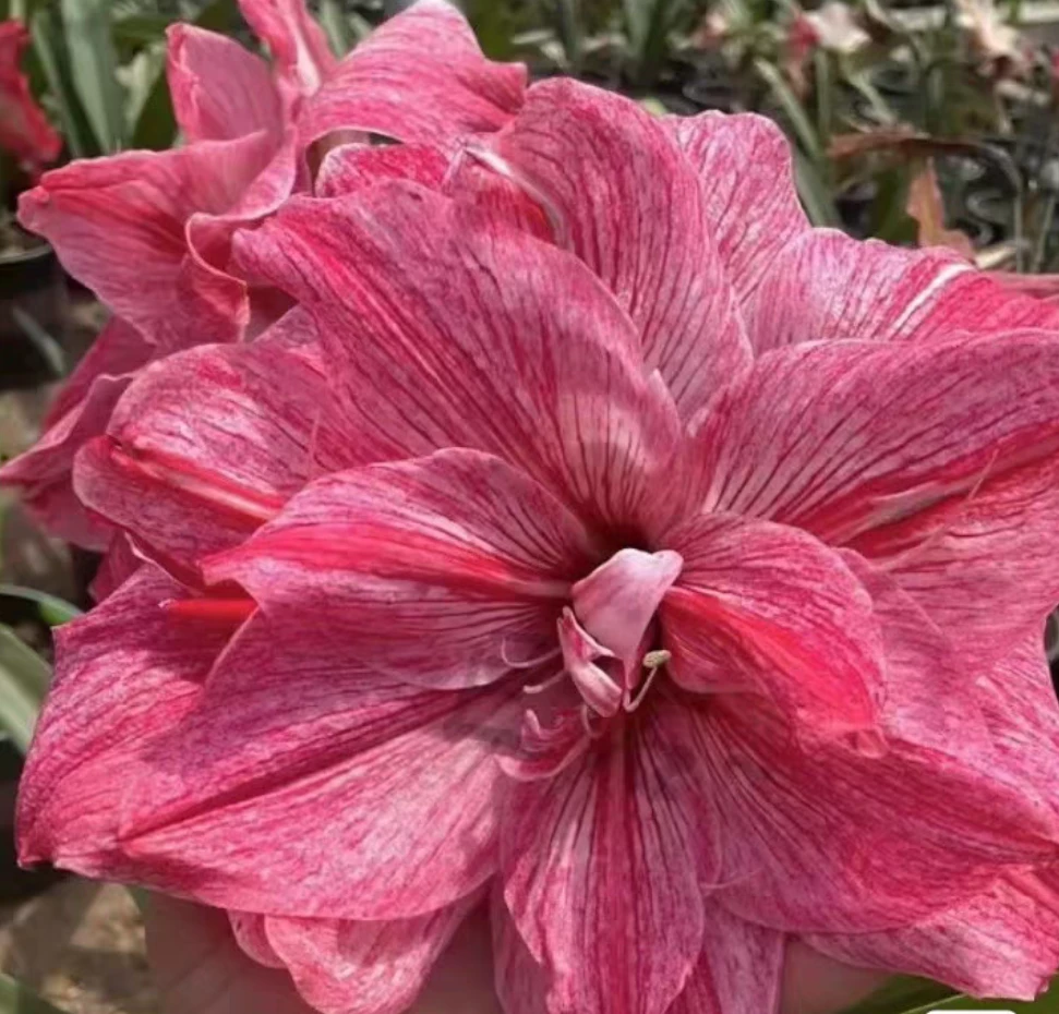 澳朱贵妇朱顶红,超大花品种,水苔保湿发货 阳台室外花卉