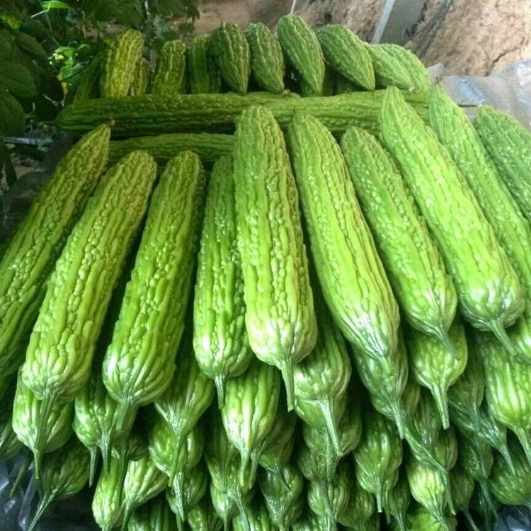 苦瓜新鲜现摘先发批发5斤/3斤/1斤本地凉瓜当季农家自种产地直发