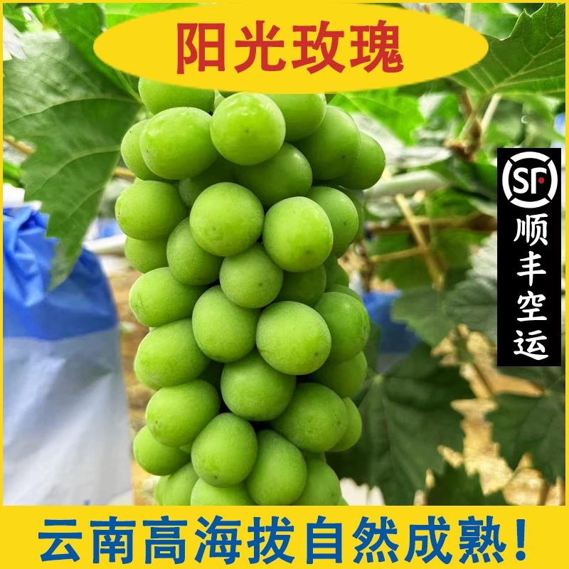 顺丰空运现摘现发货云南高山新鲜阳光玫瑰睛王葡萄提子时令水果
