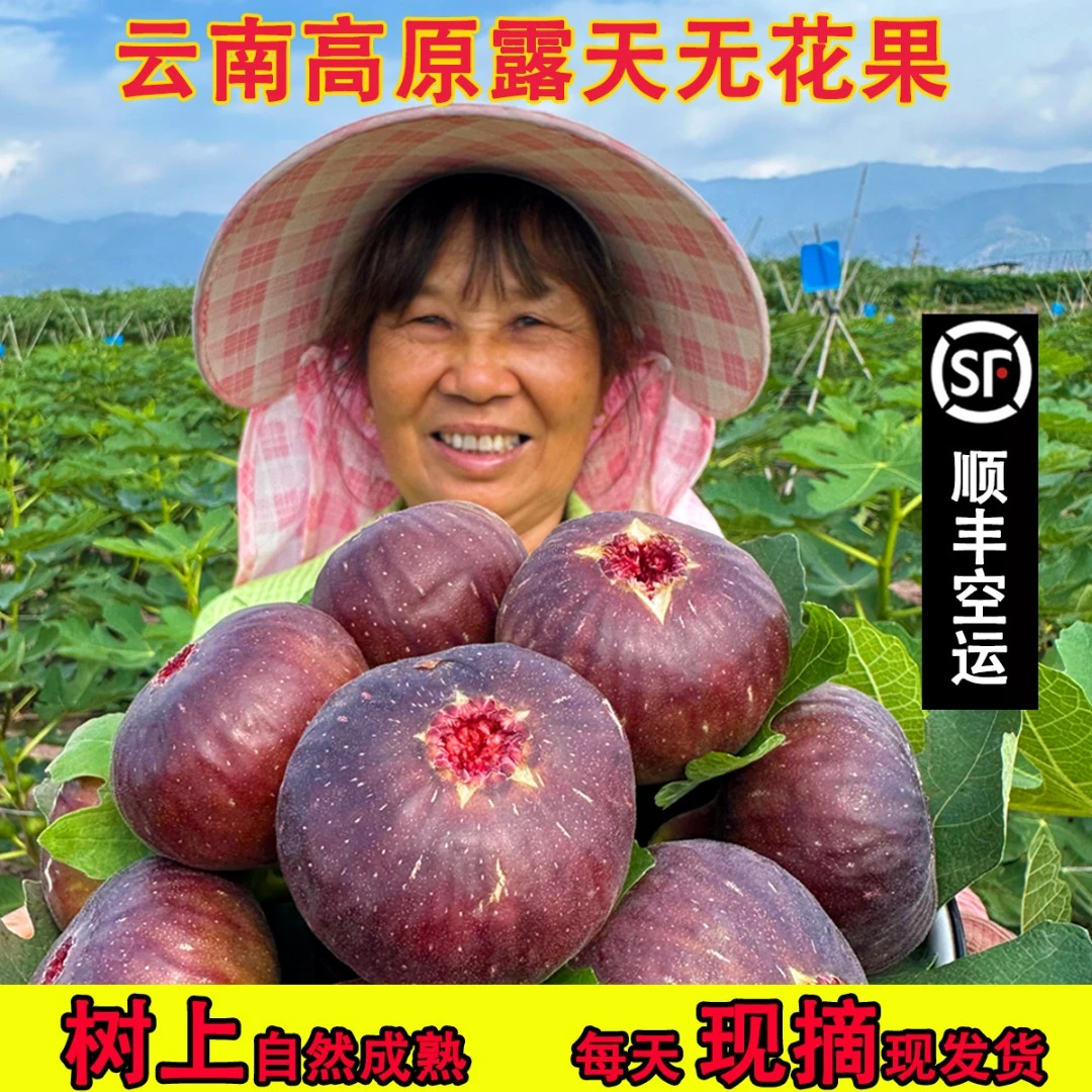 【顺丰空运大果】云南无花果鲜果新鲜采摘糖包子自然成熟孕妇水果