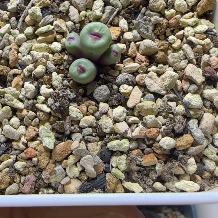 园艺427小红嘴四头群生