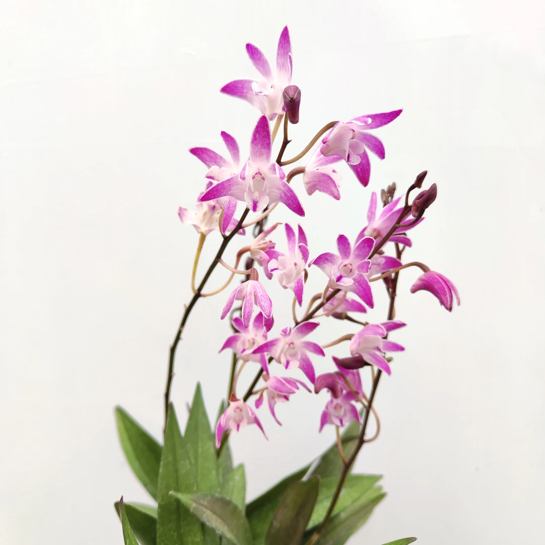 特价彩色石斛 （不带花） 粉紫渐变带香味花期长 云南鲜花绿植