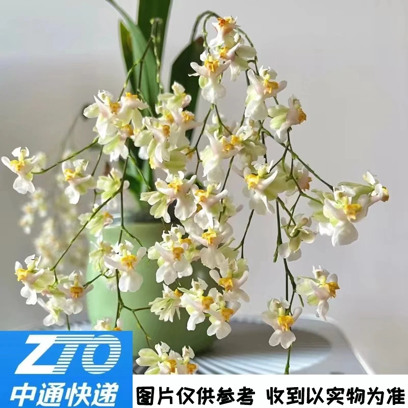 特价梦香兰 5支不挑色微瑕 室内阳台云南直发有香味网红植物