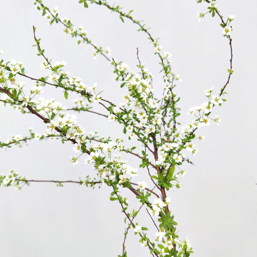雪柳 鲜切花简约清新遇水开花清香耐寒花期长 云南鲜花绿植