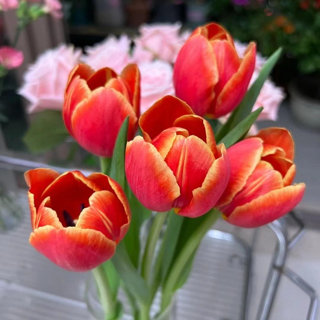 火焰郁金香 鲜切花高品质清新家装鲜花花束 云南鲜花绿植