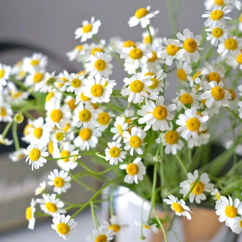 雏菊 鲜切花黄色清新带香味花期长室内桌面水培鲜花 云南鲜花绿植
