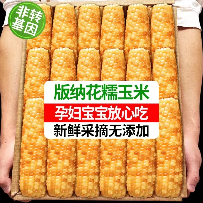 云南西双版纳香糯小玉米甜糯真空包装即食玉米棒迷你新鲜糯粘玉米